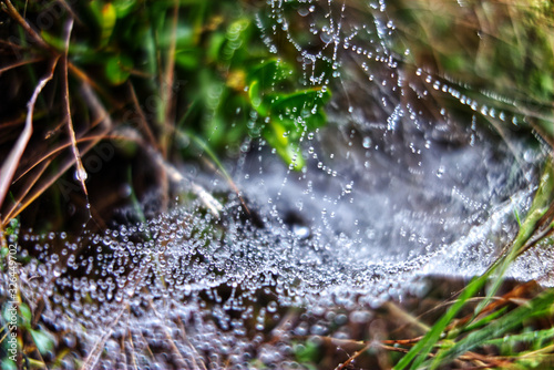 Dew on Spiderweb