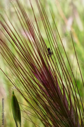 spider in grass