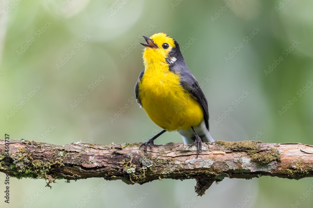 Obraz premium Bird singing on a branch