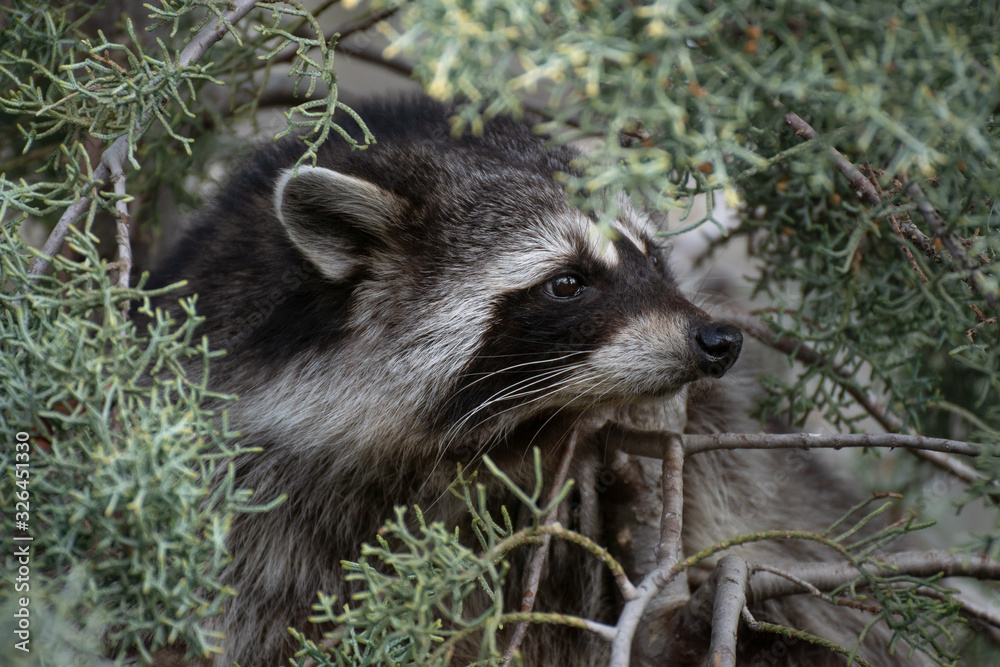 Naklejka premium Portrait of a raccoon's face up on a cypress tree