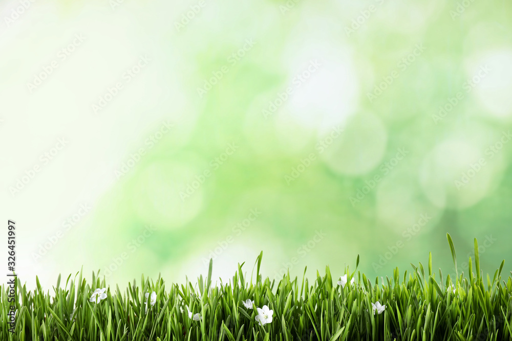 Fresh green grass and white flowers on blurred background, space for text. Spring season Fresh green grass and white flowers on blurred background, space for text. Spring season