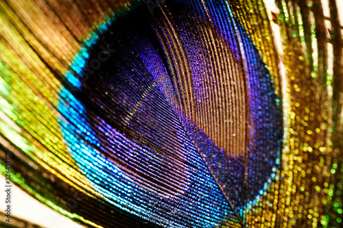 Detail close up of a real peacock feather eye © AlfredSS
