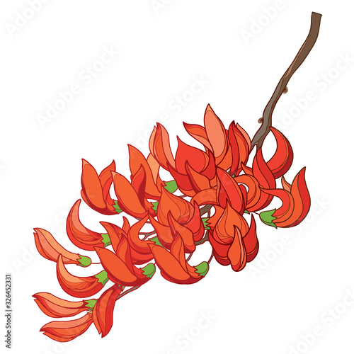 Branch of outline tropical Butea or forest flame or bastard teak tree flower bunch and bud in orange and red isolated on white background.