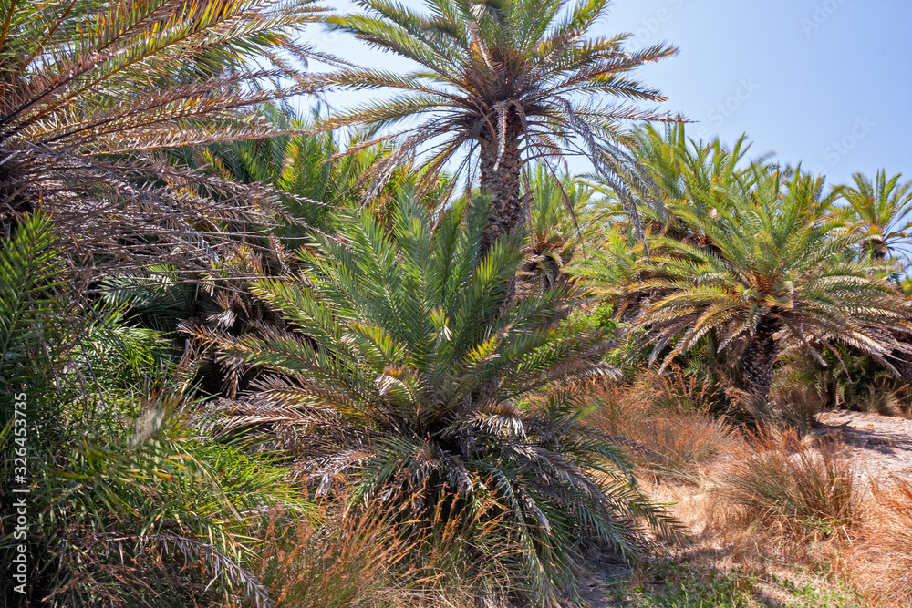 Panoramic view of the golden beach of Vai, with the famous palm tree, on the island of Crete in Greece. Panoramic view of the golden beach of Vai, with the famous palm tree, on the island of Crete in Greece.