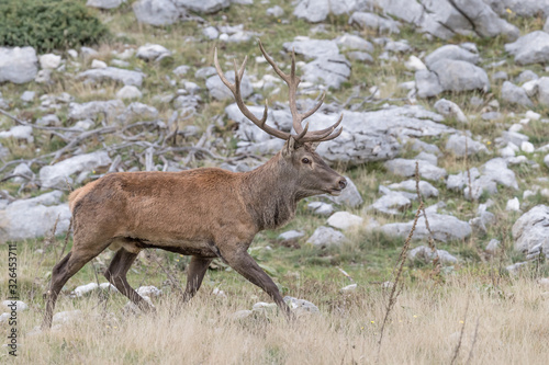 Wonderful and detailed portrait of Red deer  Cervus elaphus 