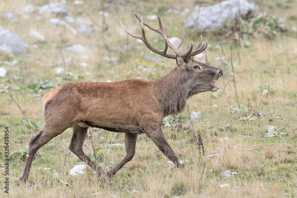 The call, Red deer in rutting season (Cervus elaphus)
