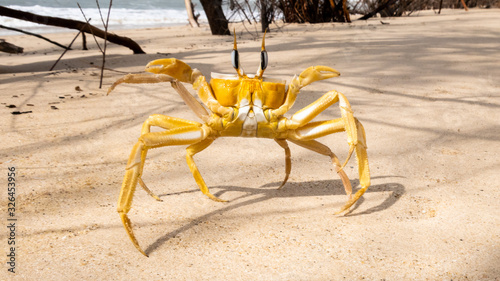 Fotografía Crab crayfish having fun on the beach