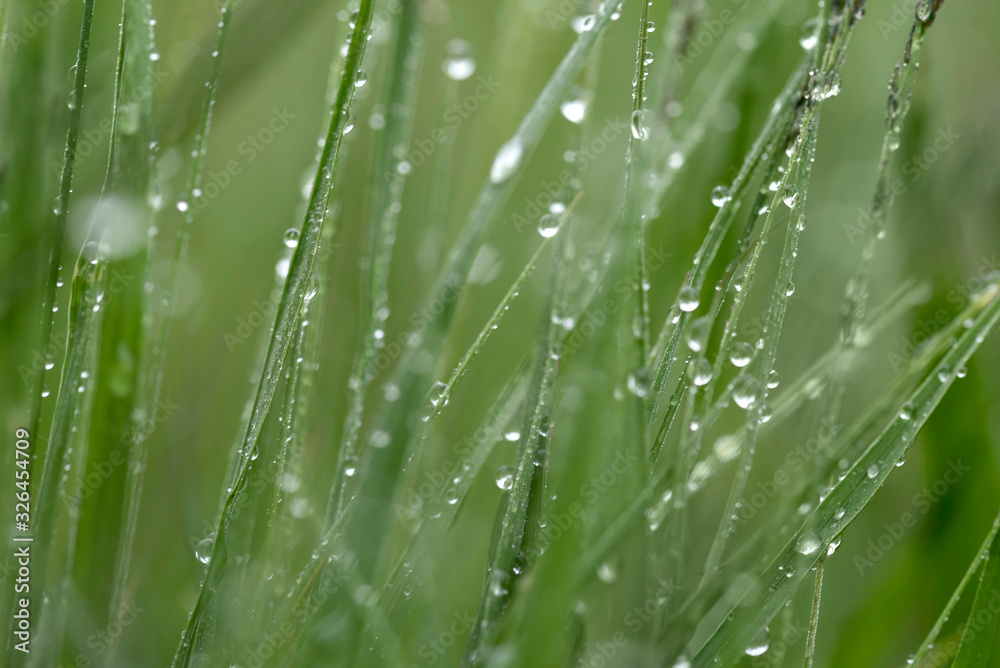 Wiese nach dem Regen Wiese nach dem Regen