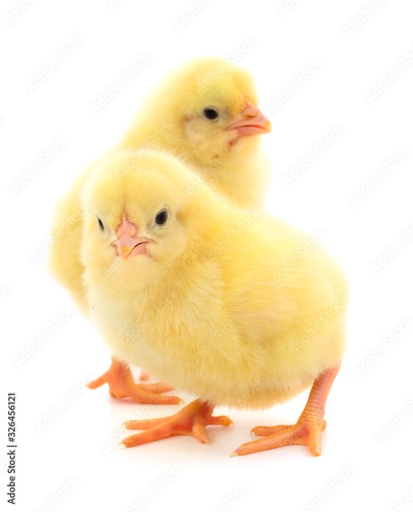 Two yellow chicken.