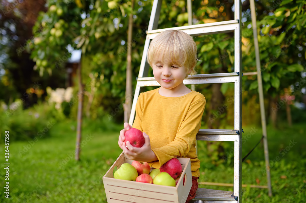 Little boy picking apples in orchard. Child holding wooden box with harvest. Little boy picking apples in orchard. Child holding wooden box with harvest.