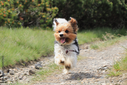 Canvas Print Wonderful Biewer Terrier in run position with tongue out and smile on his face