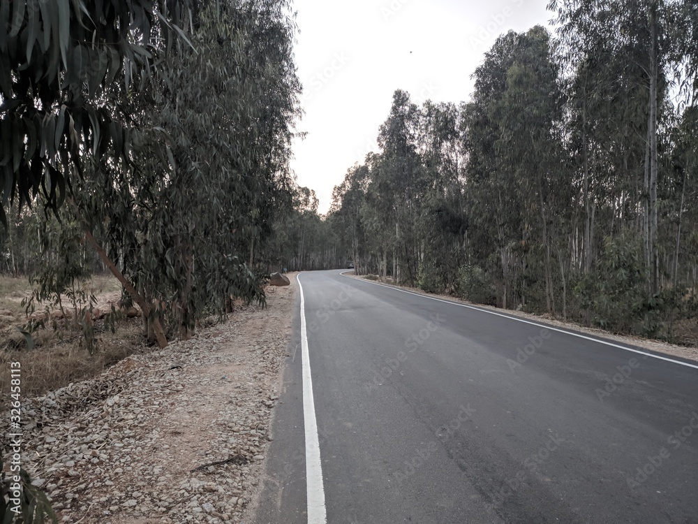 Fototapeta premium road in the forest