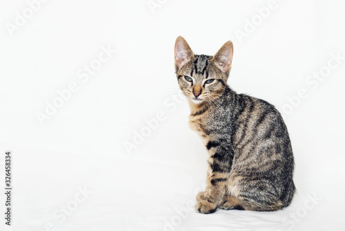 Young European Shorthair cat sitting on white background.
