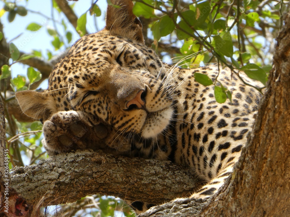 Sleeping Leopard