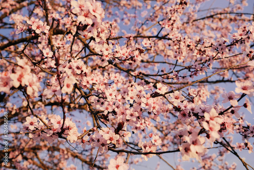 Plum tree branch with fresh pastel pink flowers in bloom. © Iryna