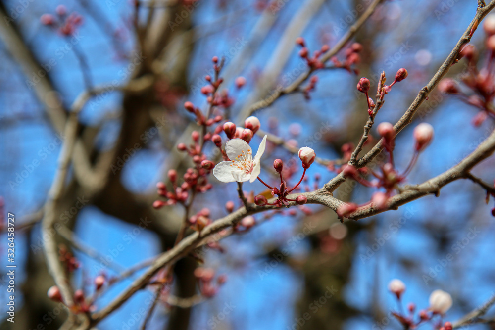 Arriva la primavera: primo piano di delicati fiori bianchi di Prunus (detto anche mirabolano o marusticano) appena sbocciati, su un cielo azzurro intenso Arriva la primavera: primo piano di delicati fiori bianchi di Prunus (detto anche mirabolano o marusticano) appena sbocciati, su un cielo azzurro intenso