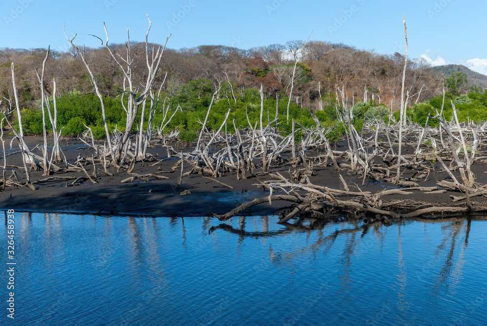 Forest, mangrove and dry trunks outside Estero Real