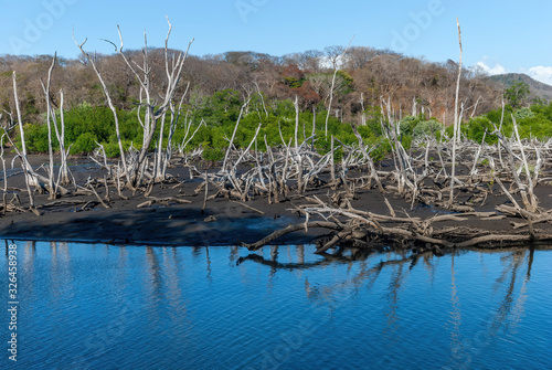 Forest, mangrove and dry trunks outside Estero Real