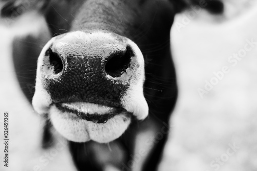 Funny calf face close up with big nose and slobber in black and white.