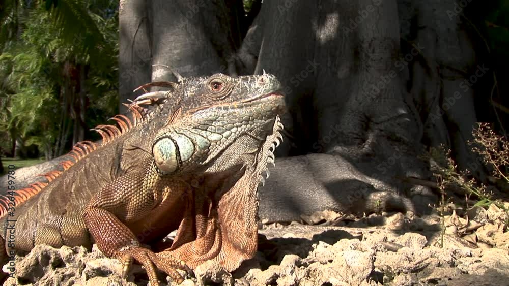 Zooming in on a brown lizard with a large neckbeard in the jungle Zooming in on a brown lizard with a large neckbeard in the jungle