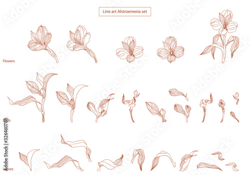 Line art high detalised alstroemeria buds and flowers and leaves photo
