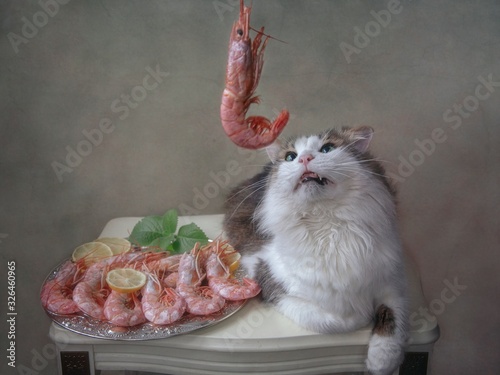 Funny cat looking on a shrimp photo