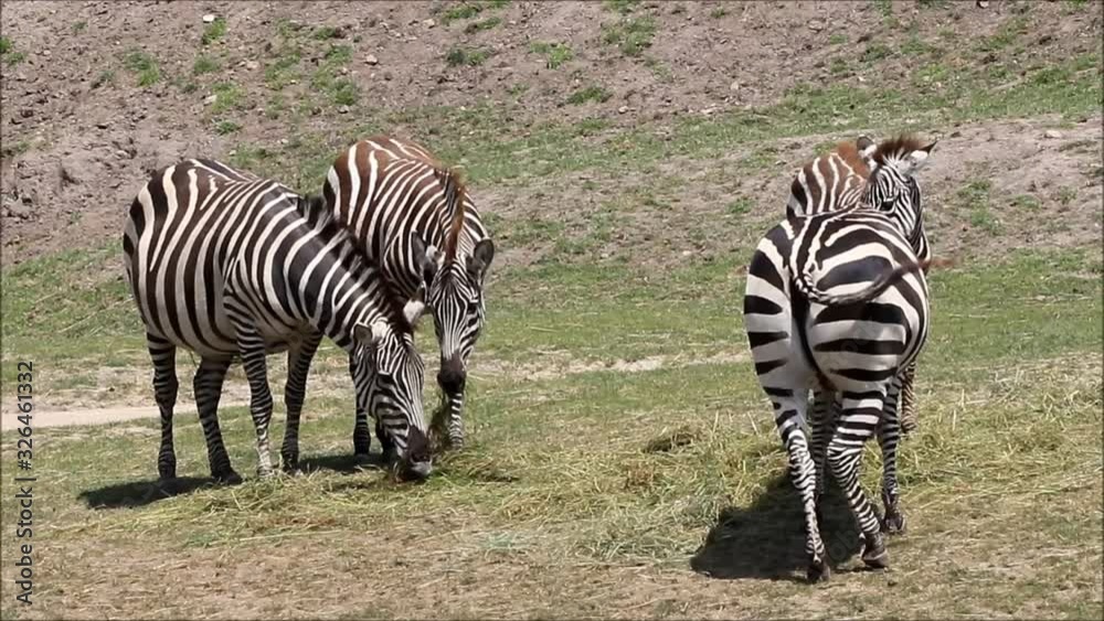 zebras in a wildlife park