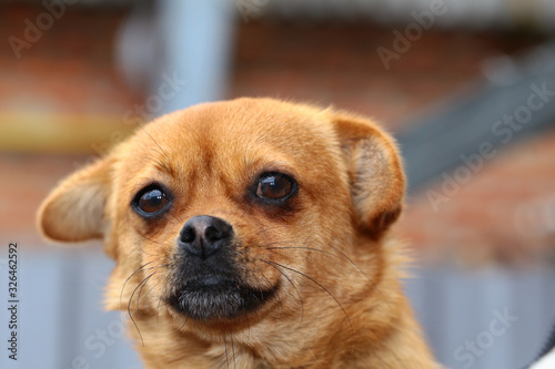 Portrait of a small brown dog.  Front View.