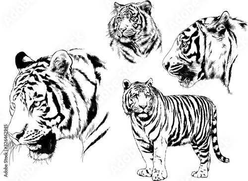 set of vector drawings on the theme of predators tigers are drawn by hand with ink tattoo logos