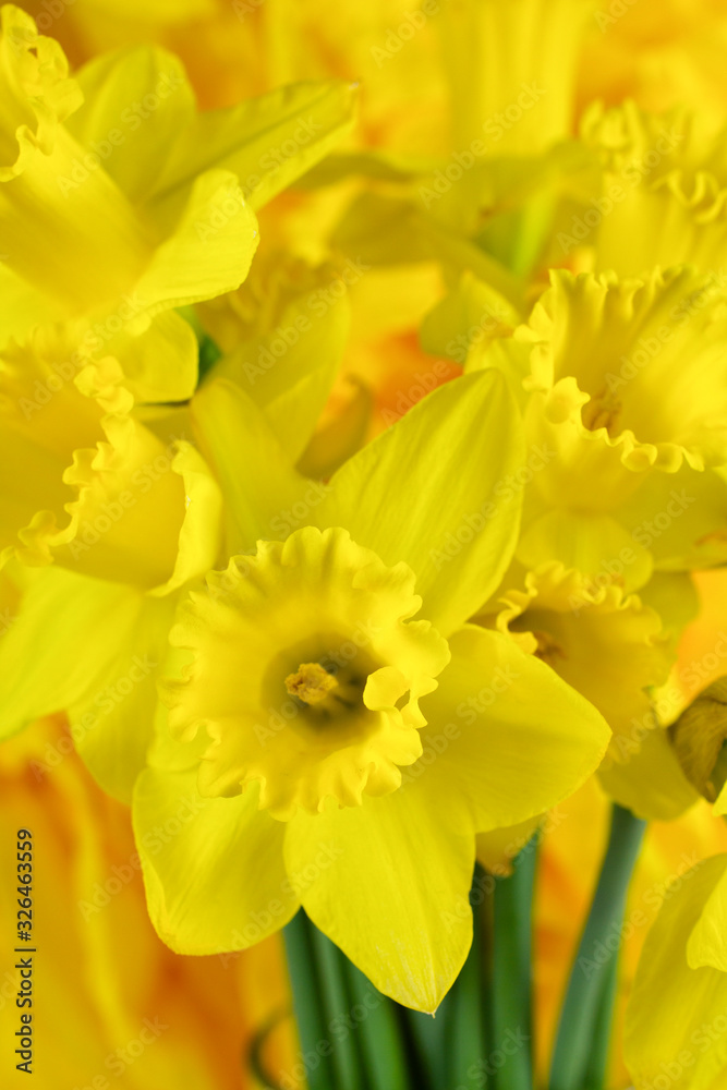 Vibrant yellow flower abstraction Vibrant yellow flower abstraction