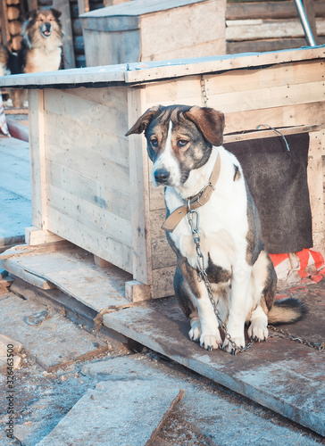 homeless dogs in a shelter