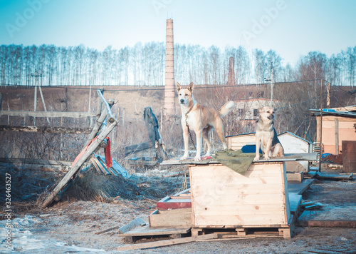 homeless dogs in a shelter