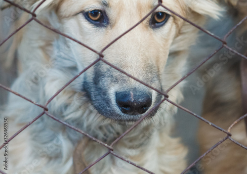 homeless dogs in a shelter