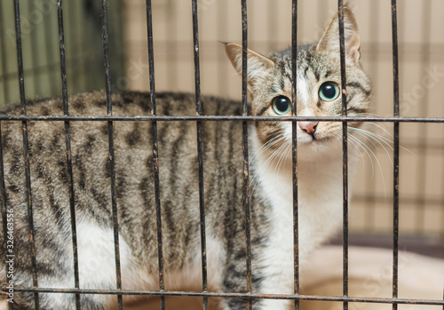 homeless cat in a shelter