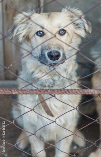 homeless dogs in a shelter