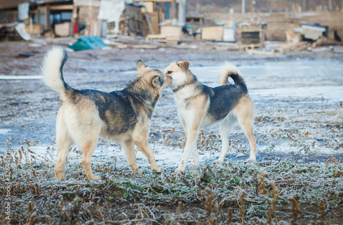 two dogs playing in the park