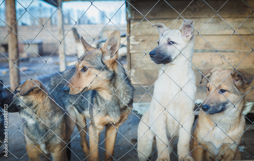 homeless dogs in a shelter
