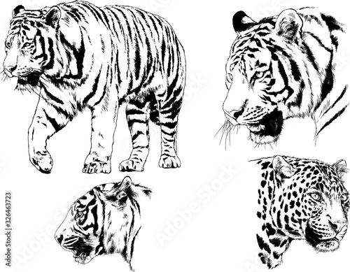 set of vector drawings on the theme of predators tigers are drawn by hand with ink tattoo logos photo