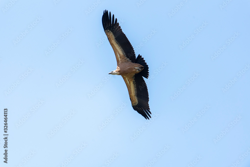 Large Bird Griffon Vulture