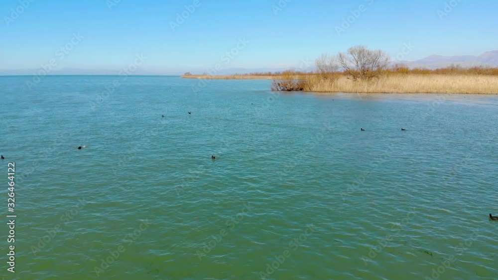 Wild ducks swim on vibrant water of lagoon near shoreline with brown dry reeds on a peaceful landscape Wild ducks swim on vibrant water of lagoon near shoreline with brown dry reeds on a peaceful landscape