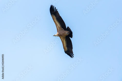 Large Bird Griffon Vulture © precinbe