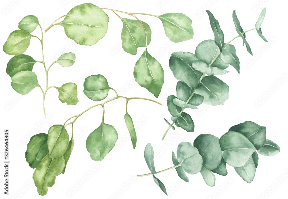Watercolor eucalyptus set isolated on white background. Hand drawn botanical illustration.