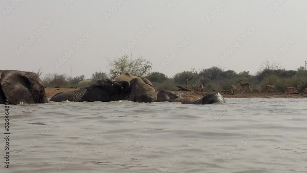 Elephants enjoy playing in the watering hole, unique low angle view Elephants enjoy playing in the watering hole, unique low angle view