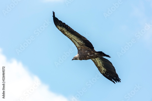 Large Bird Griffon Vulture