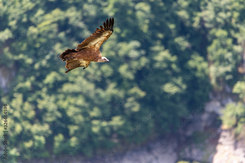 Obraz premium Large Bird Griffon Vulture