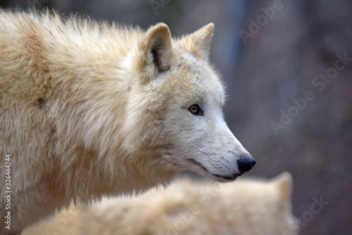 White Arctic Wolf Focus Head Close Up Side View Portrait