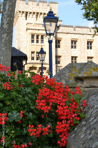 Flowers growing in the inner courtyard of Castle Tower. 2018-09-22. United Kingdom. London. 2018-09-22.