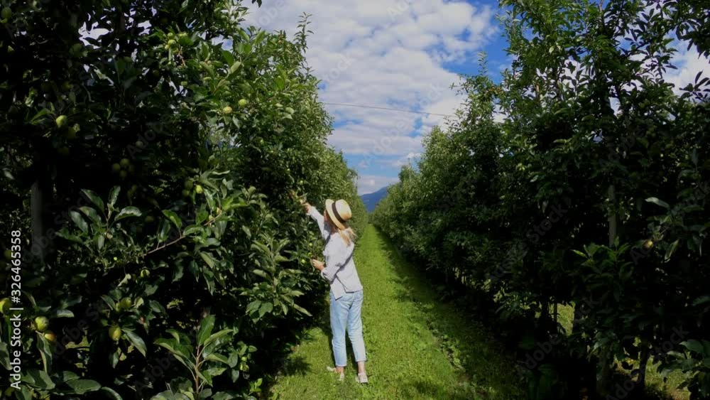 Back view of young female traveler enjoying rural tourist on vacation picking apples from orchard, woman farmer checking harvest on brunches Back view of young female traveler enjoying rural tourist on vacation picking apples from orchard, woman farmer checking harvest on brunches