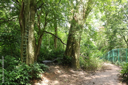 Summer landscape with trees  Greenish View