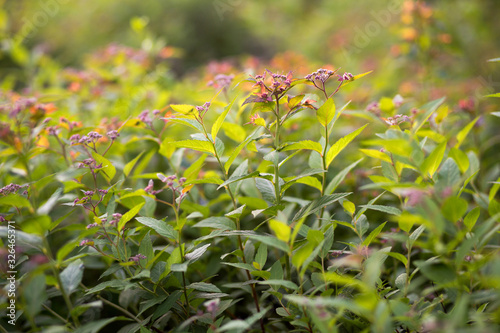 Beautiful Spirea Japanese bushes with young green leaves and pink, red flowers on blurry background on cloudy summer evening. Perennial deciduous shrub Goldflame, Shirobana. Selective focus, closeup photo